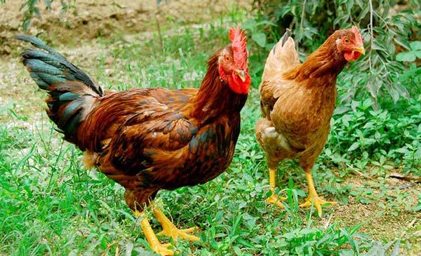 Quy trình và kỹ thuật tăng hiệu quả chăn nuôi gia cầm, giảm chi phí | VIETOSFARM