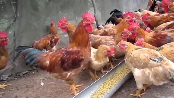 Quy trình và kỹ thuật tăng hiệu quả chăn nuôi gia cầm, giảm chi phí | VIETOSFARM