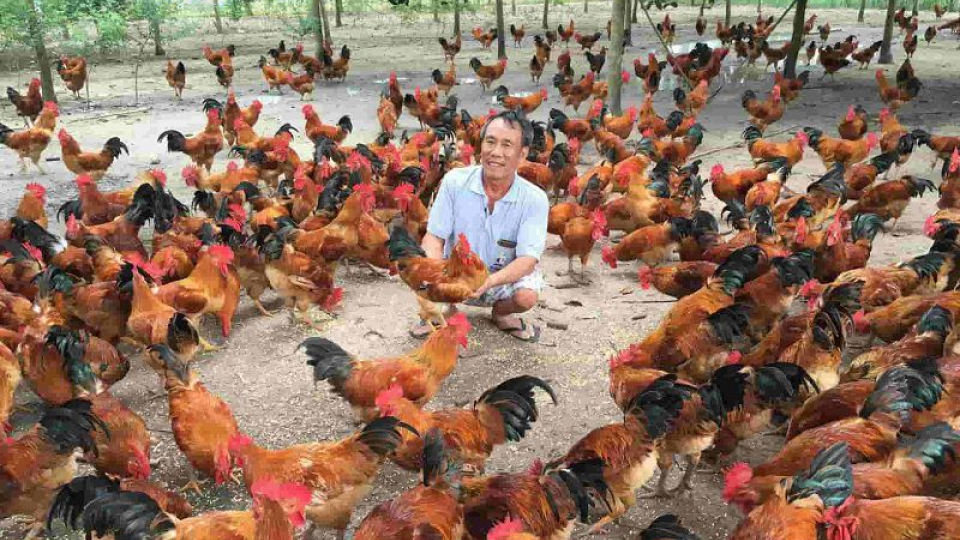 Quy trình và kỹ thuật chăn nuôi gà thịt thả vườn - Đài Phát Thanh và Truyền  Hình Thái Bình