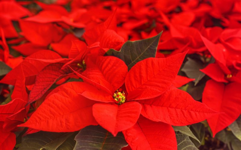 Cây thông Noel: Đặc điểm, tính năng và cách trồng