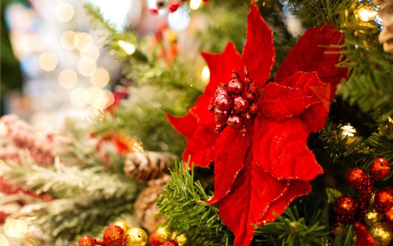 Cây thông Noel: Đặc điểm, tính năng và cách trồng