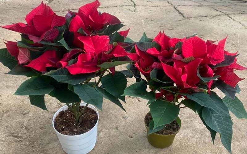 Cây thông Noel: Đặc điểm, tính năng và cách trồng