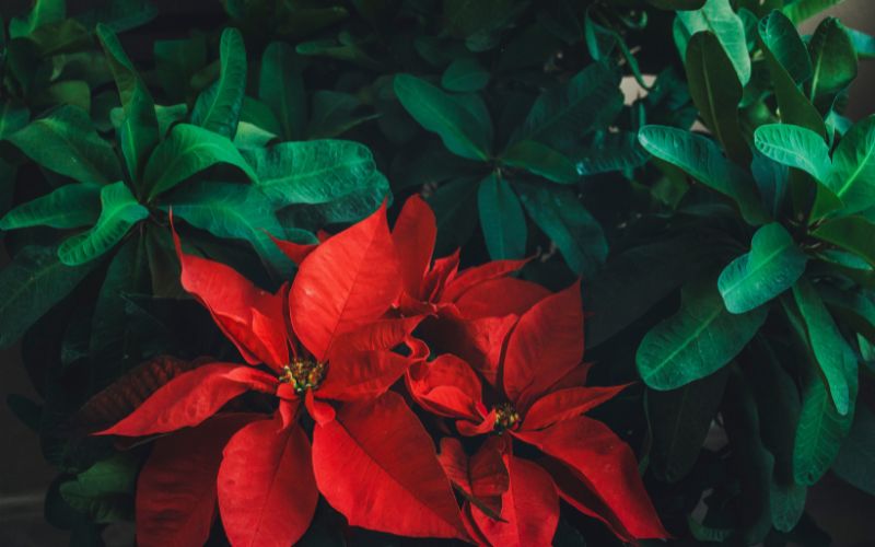 Cây thông Noel: Đặc điểm, tính năng và cách trồng