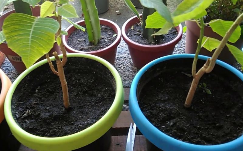 Cây thông Noel: Đặc điểm, tính năng và cách trồng