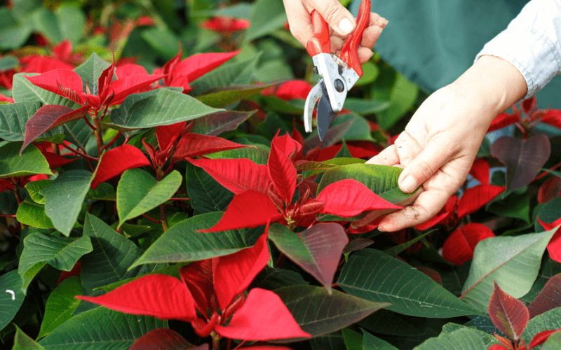 Cây thông Noel: Đặc điểm, tính năng và cách trồng