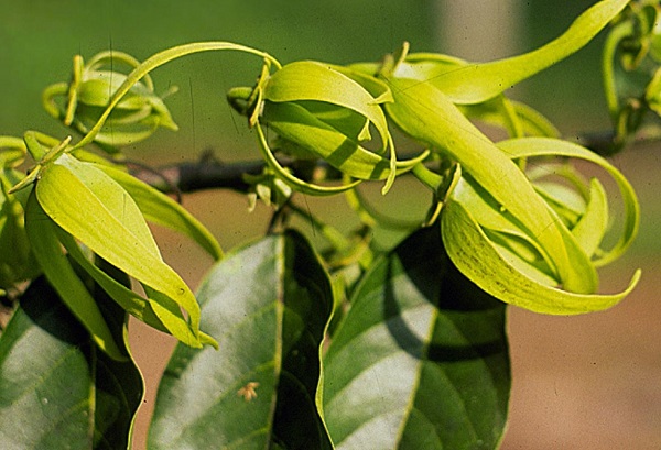 Hoa hoàng lan có thể sử dụng như một loại dược liệu