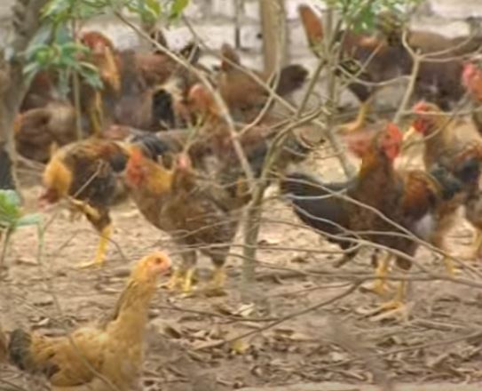 Nhân biết bệnh đầu đen ở gà và cách chữa - Niên Giám Nông Nghiệp