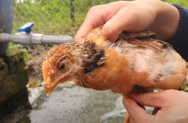 Nhân biết bệnh đầu đen ở gà và cách chữa - Niên Giám Nông Nghiệp