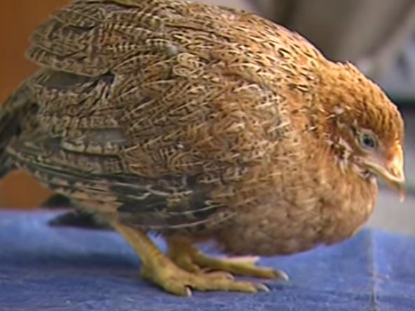 Nhân biết bệnh đầu đen ở gà và cách chữa - Niên Giám Nông Nghiệp