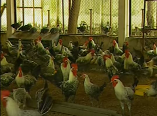 Nhân biết bệnh đầu đen ở gà và cách chữa - Niên Giám Nông Nghiệp