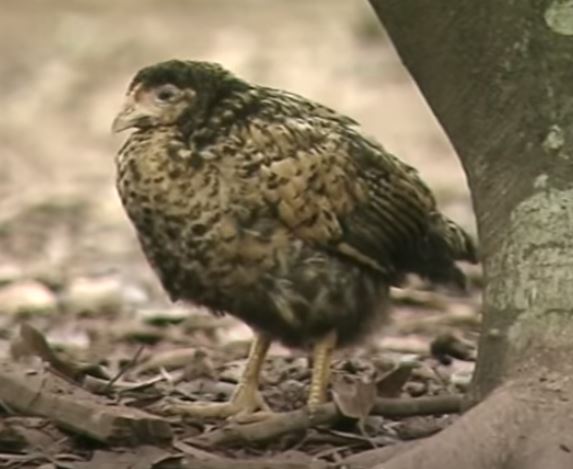 Nhân biết bệnh đầu đen ở gà và cách chữa - Niên Giám Nông Nghiệp