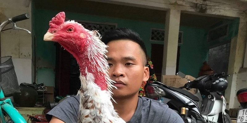 Cách chăm sóc gà thay lông