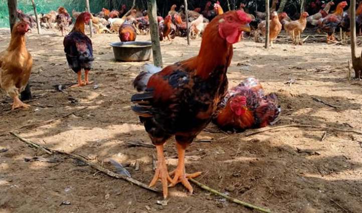 Cách pha thuốc cho gà uống như thế nào mới đúng?