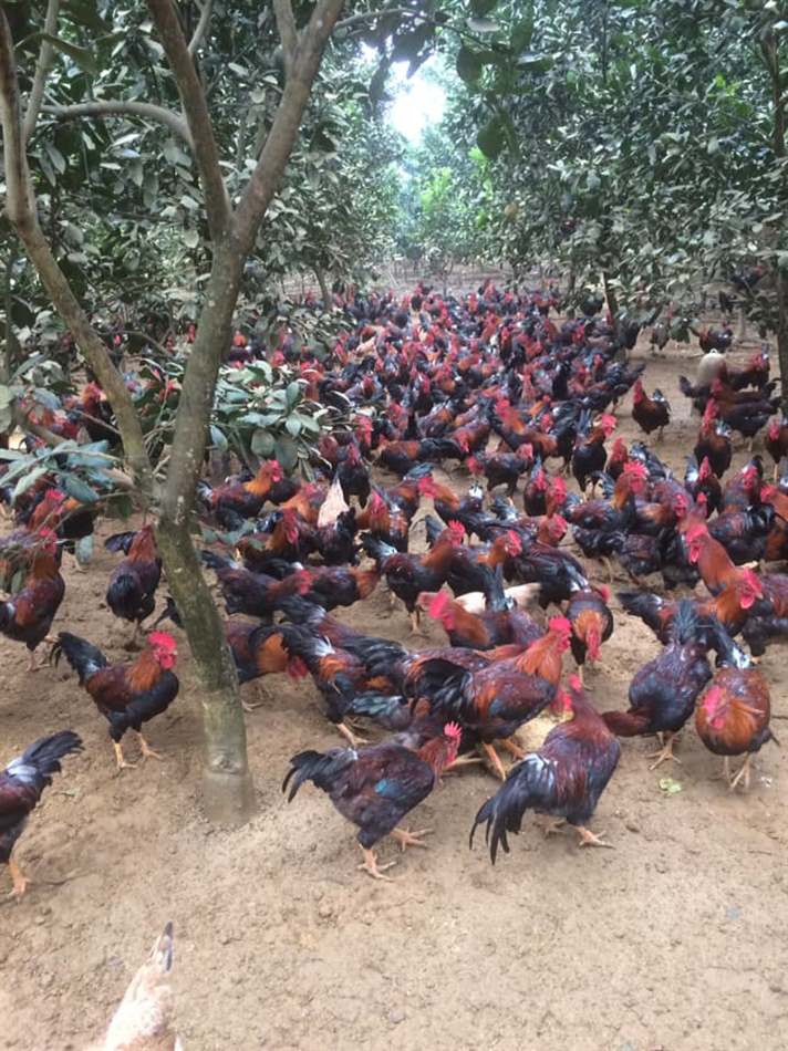 Pha thuốc sai cách khiến gà sốc thuốc