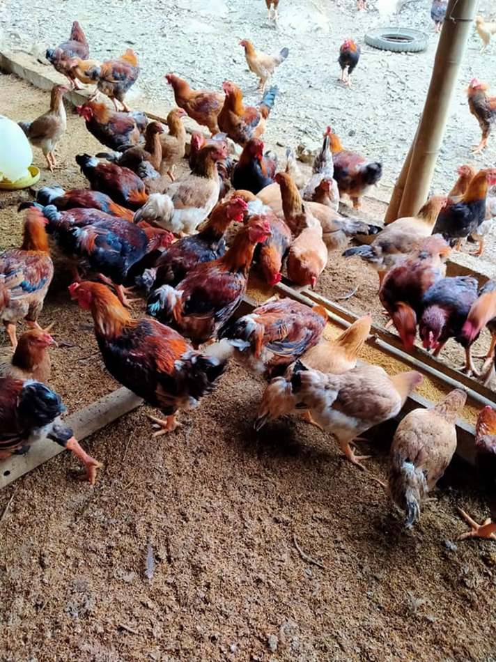 Hướng dẫn pha thuốc cho gà uống đúng cách